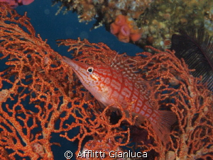 (Oxycirrhites typus) by Afflitti Gianluca 